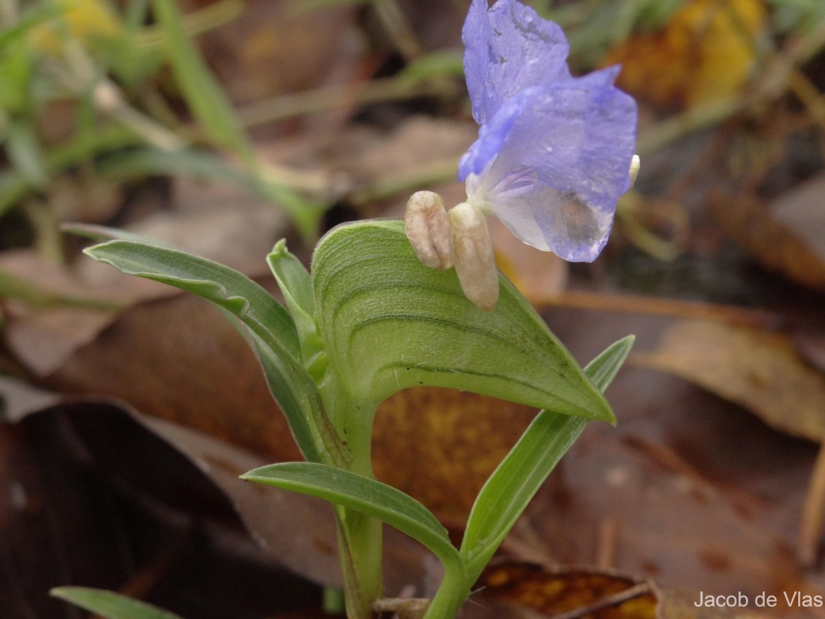 Commelina ensifolia R.Br.